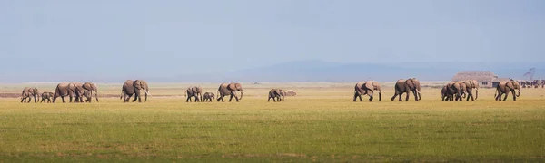 Campo Con Los Elefantes Caminando Montaña Fondo — Foto de Stock