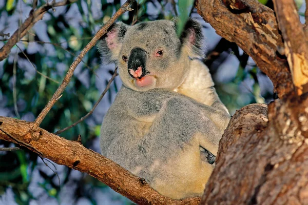 Een Koala Phascolarctos Cinereus Zittend Een Boom Magnetisch Eiland Australi — Stockfoto