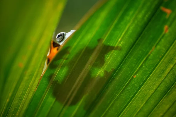 Eine Nahaufnahme Eines Insekts Mit Verschwommenem Hintergrund — Stockfoto