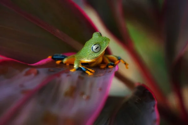 Gros Plan Petit Coloré Grenouille Avec Fond Flou — Photo