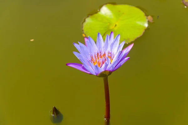 Eichhornia Crassipes Aquatic Flower Guatemala Central America — стокове фото