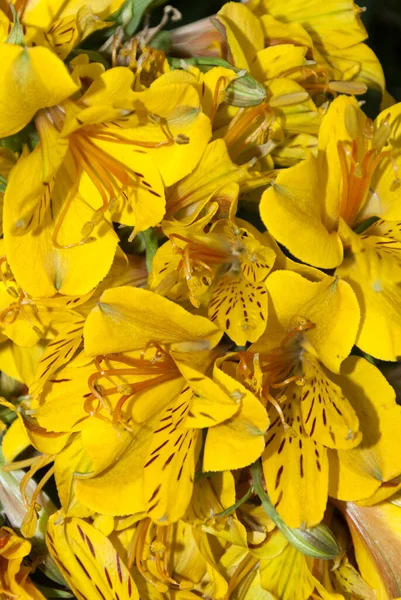 Yellow Tiger Lilies Organic Flower Guatemala — Stock Photo, Image