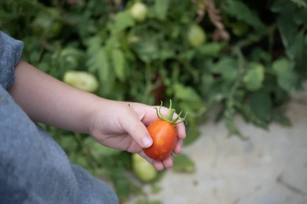 Anak Memetik Tomat Organik Kebun Rumahnya — Stok Foto