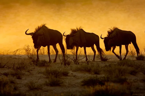 Blue Wildebeest Connochaetes Taurinus Caminhando Nascer Sol Deserto Kalahari África — Fotografia de Stock