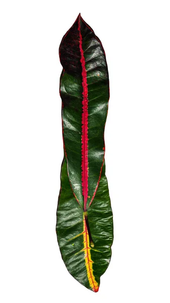 Letra Projetada Partir Folhas Croton Coloridas Conceito Ecologia Natureza — Fotografia de Stock