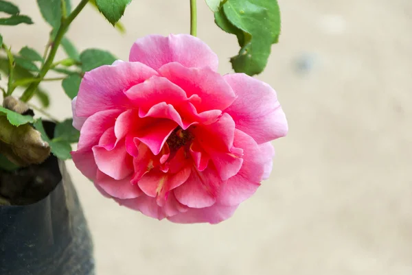 Dzika Oganistyczna Róża Romantyczna Rosaceae — Zdjęcie stockowe