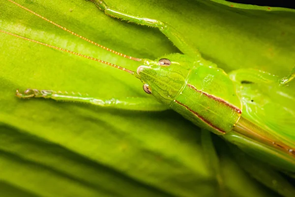 Une Prise Vue Sélective Sauterelle Verte Sur Une Feuille Verte — Photo