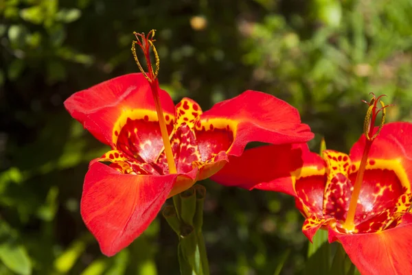 赤ティグリディア パヴォニア スペキオーサ イリダセア科中央アメリカ — ストック写真