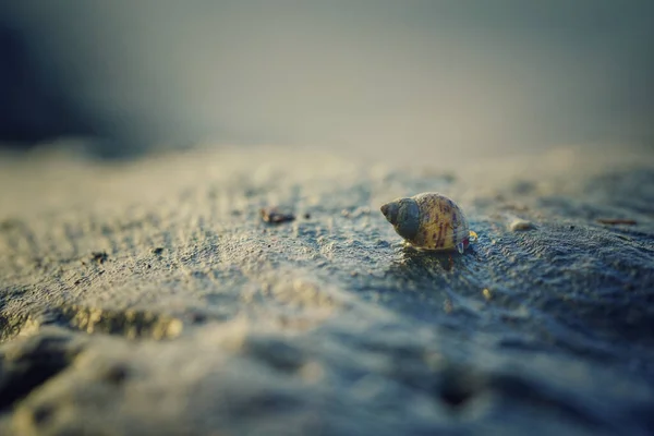 Egy Kagyló Homokos Tengerparton Homályos Háttérrel — Stock Fotó