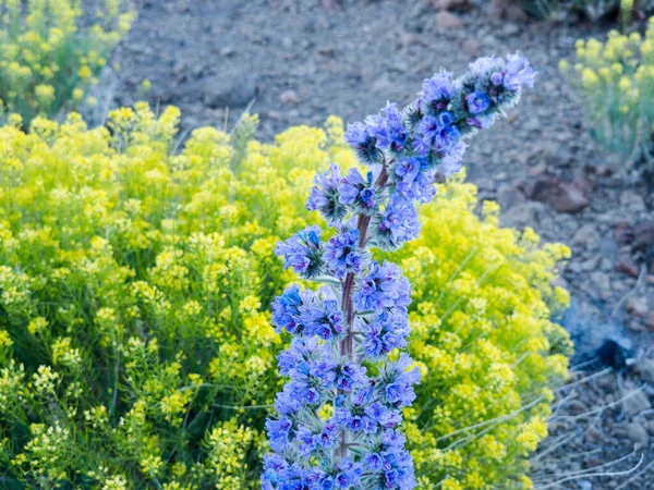 Gros Plan Une Fleur Vipère Bugloss Extérieur — Photo