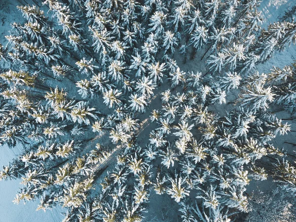 Простая Текстура Белого Леса Сверху — стоковое фото