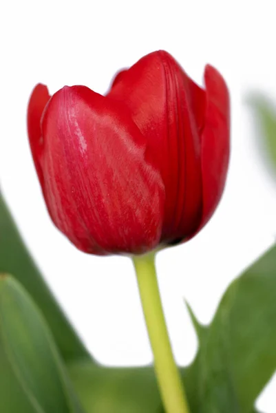 Dia Dos Namorados Presente Flor Tulipana Sinal Amor Detalhe Romântico — Fotografia de Stock