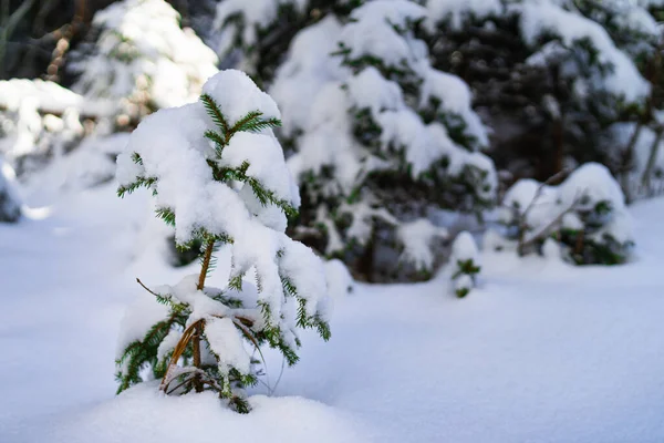 Ein Kühler Blick Auf Eine Schneebedeckte Junge Kiefer Einem Winterwald — Stockfoto