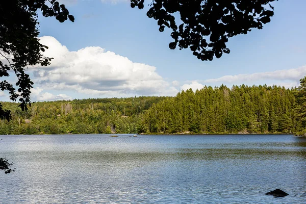 Photo Une Forêt Lac Par Une Journée Ensoleillée Cours Une — Photo