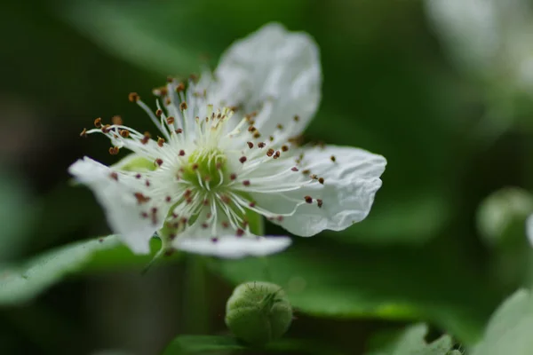 Крупный План Белого Цветка Rubus Caesius Ежевика Экспансивной Каликсой Окружении — стоковое фото