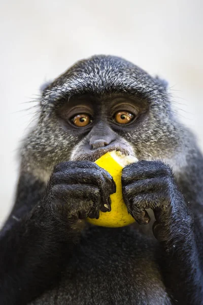 Rolig Apa Äter Citron Med Den Vita Väggen Bakgrunden — Stockfoto