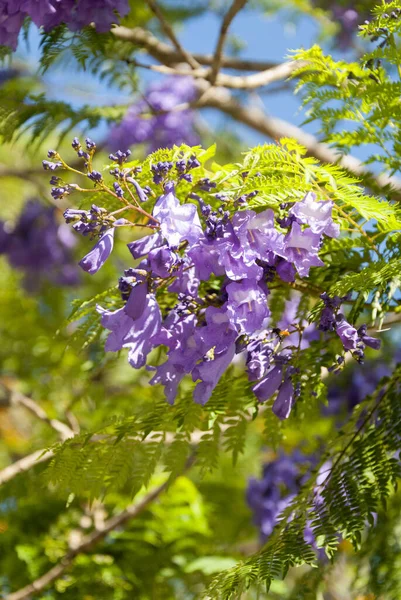 Flower  Jacaranda in Guatemala, Jacaranda mimosifolia. Central America.