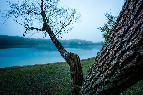 Foco Seletivo Tronco Árvore Texturizada Áspera Lado Lago Calmo — Fotografia de Stock
