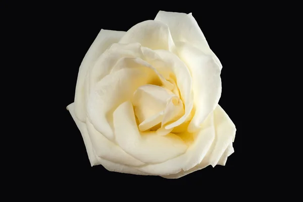 Weiße Rose Isoliert Auf Schwarzem Hintergrund Guatemala — Stockfoto