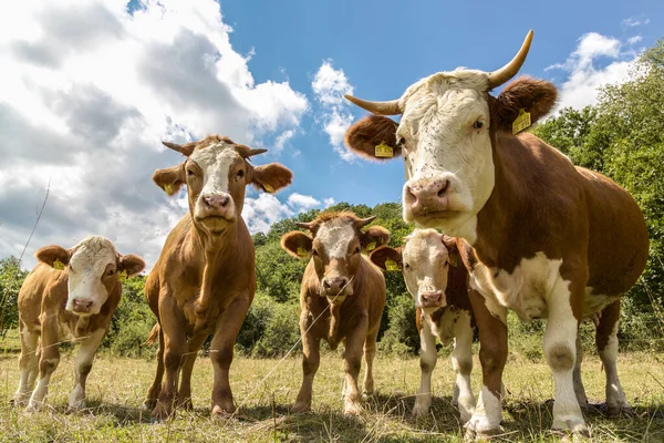 Las Vacas Que Están Campo Bajo Cielo — Foto de Stock