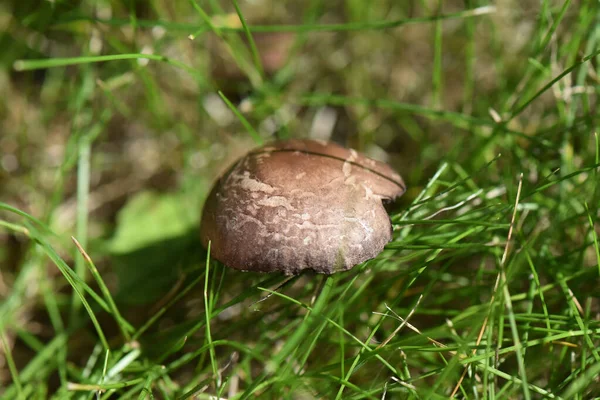 Een Close Shot Van Het Kweken Van Een Kleine Paddestoel — Stockfoto