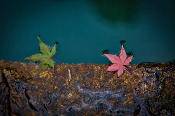 韓国の釜山で秋に地面や水に落ちたカラフルな葉のオーバーヘッドショット — ストック写真