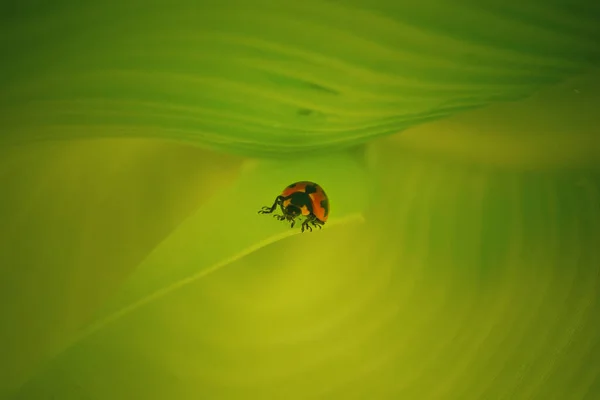 Pequeño Insecto Una Hoja Con Fondo Borroso — Foto de Stock