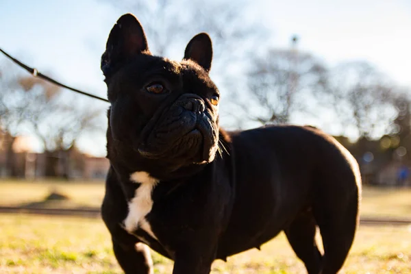 可敬的法国黑人斗牛犬肖像画 — 图库照片