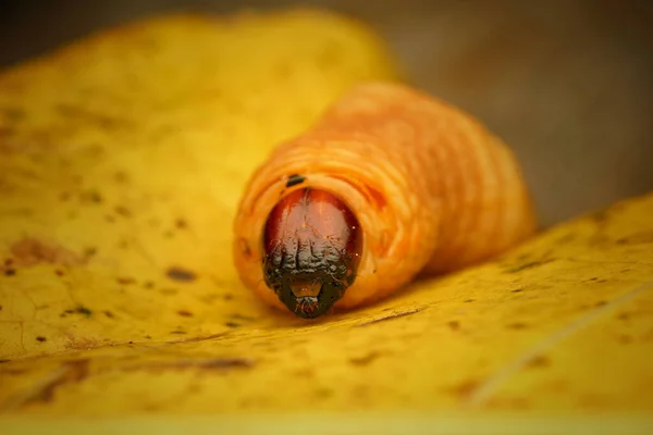 Bulanık Arkaplanı Olan Küçük Bir Böceğin Yakın Çekimi — Stok fotoğraf