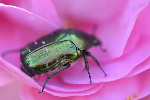 Primer Plano Flor Chafer Sentado Florecimiento Híbrido Rosa — Foto de Stock