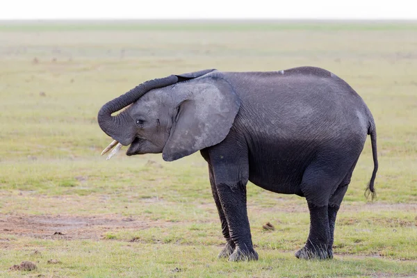 Pequeno Elefante Que Fica Campo Brincando Com Seu Tronco — Fotografia de Stock