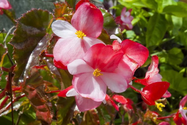 Begonia Semperflorens Begónia Virágok Guatemala Kertben — Stock Fotó