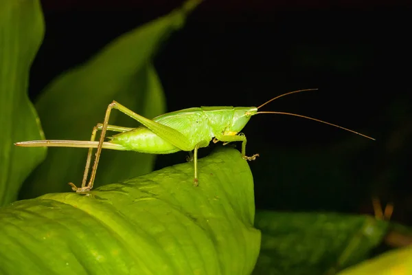 Enfoque Selectivo Saltamontes Verdes Hoja Verde —  Fotos de Stock