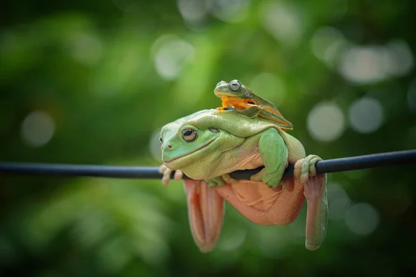 Primer Plano Del Pequeño Colorido Rana Con Fondo Borroso — Foto de Stock