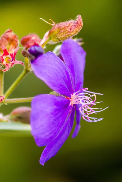Красивый Цветок Сельских Горах Гватемалы Органическое Декоративное Растение Tibouchina Granula — стоковое фото