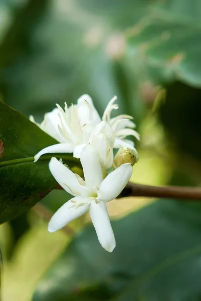 Beyaz Çiçekli Kahve Ağacı Çiçeği Yakın Görüş Kafe Arap Guatemala — Stok fotoğraf