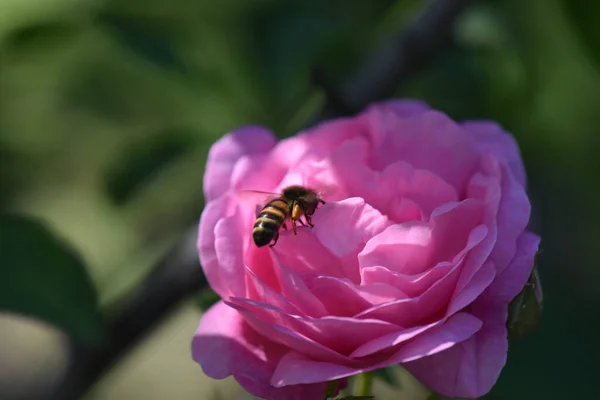 Gros Plan Une Abeille Assise Sur Une Rose Thé Hybride — Photo