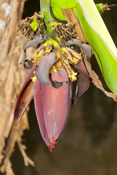 Bananas Tropicais Uma Bananeira Guatemala Musa Paradisiaca — Fotografia de Stock