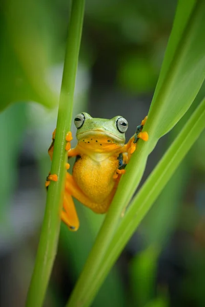 Detailní Záběr Malé Barevné Žába Rozmazaným Pozadím — Stock fotografie