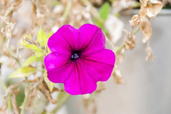 Kultivar Roční Petunie Květiny Letní Zahradě Guatemale — Stock fotografie