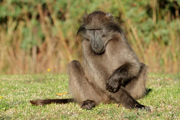 Αρσενικό Chacma Baboon Papio Ursinus Στο Φυσικό Περιβάλλον Νότια Αφρική — Φωτογραφία Αρχείου