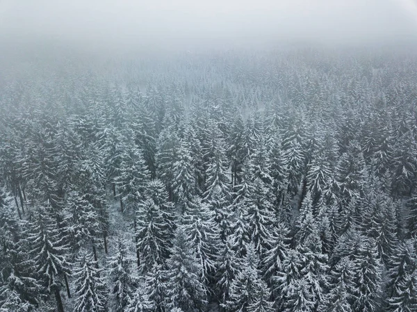 Padrão Minimalista Uma Floresta Inverno Branca — Fotografia de Stock