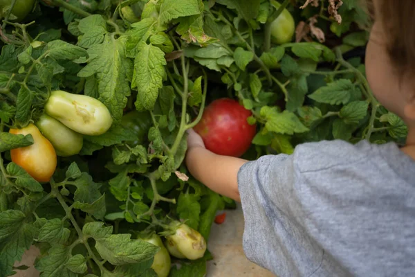 Anak Memetik Tomat Organik Kebun Rumahnya — Stok Foto