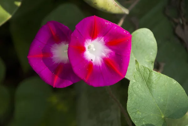 Λουλούδια Πρωί Δόξα Ipomoea Purpurea Στη Γουατεμάλα — Φωτογραφία Αρχείου