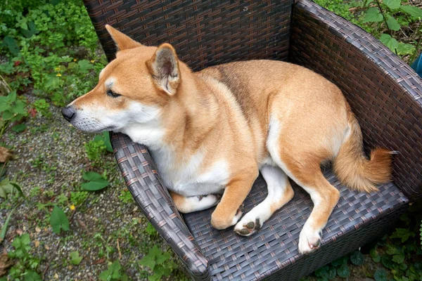Eine Schöne Shiba Inu Sitzt Auf Dem Stuhl Der Natur — Stockfoto