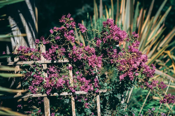 Gros Plan Fleurs Violettes Poussant Dans Jardin — Photo