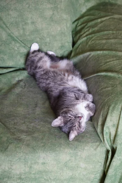 Μια Μικρή Χνουδωτή Γάτα Ξαπλωμένη Στον Καναπέ — Φωτογραφία Αρχείου