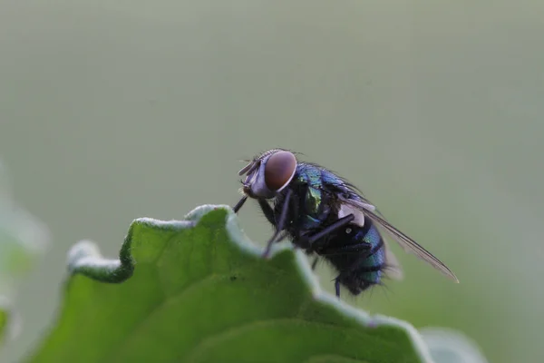 Primer Plano Una Mosca Sentada Hoja Con Fondo Borroso — Foto de Stock