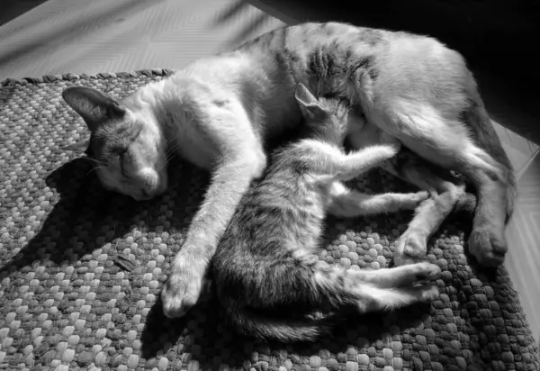 Een Grijsschaal Close Shot Van Een Kat Met Een Kitten — Stockfoto