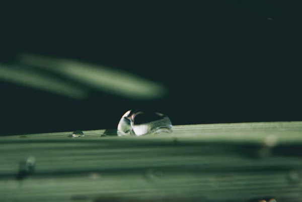 Een Grassprietje Met Dauw Druppels Een Donkere Achtergrond — Stockfoto